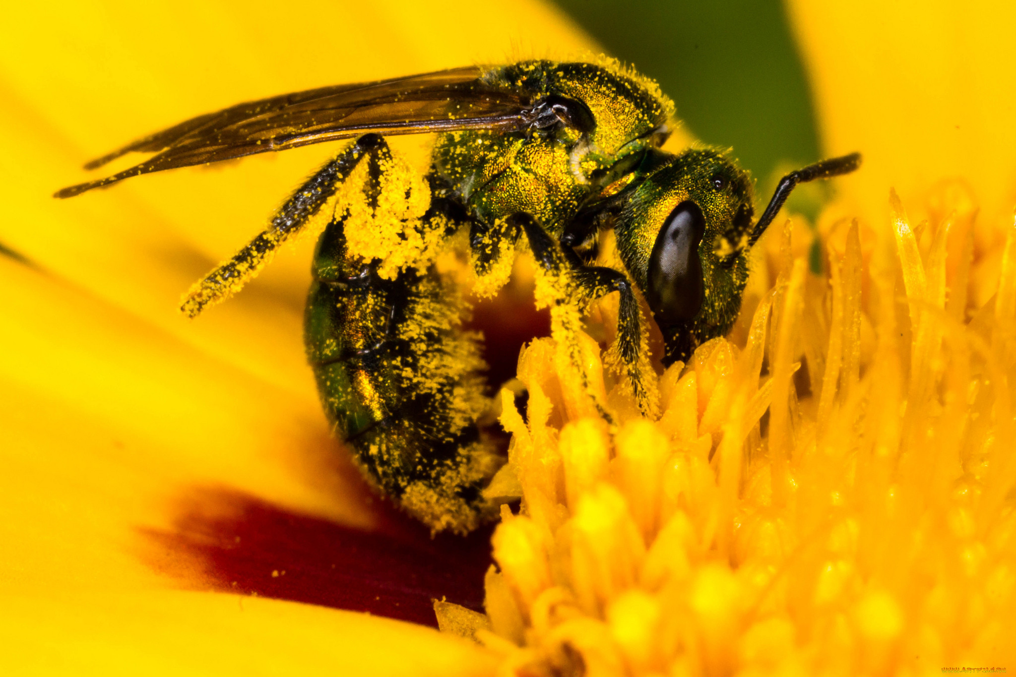 Нектар тела. Цветочная пыльца на пчеле. Нектар пыльца нектар пыльца. Пчела с пыльцой и нектаром. Плела собирает нектар.